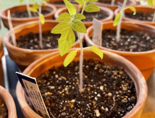 Planting Tomato Seeds